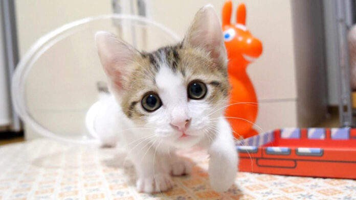 gohankanchigai_neko_title ご飯だと勘違いした子猫達
