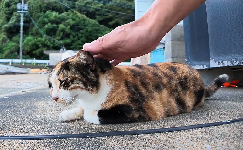 ナデナデされる猫