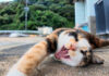 ゴロンゴロンと転がりながら喜ぶ猫