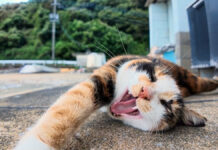ゴロンゴロンと転がりながら喜ぶ猫