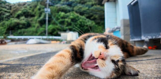 ゴロンゴロンと転がりながら喜ぶ猫
