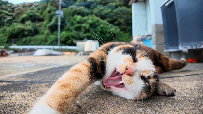 ゴロンゴロンと転がりながら喜ぶ猫