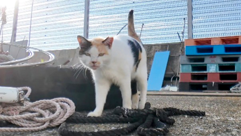 向かってきた三毛猫