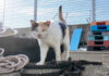 背中にハートマークのある奇跡の三毛猫