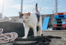 背中にハートマークのある奇跡の三毛猫