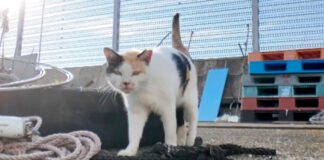 背中にハートマークのある奇跡の三毛猫