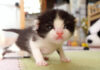 ヨチヨチ歩きの子猫