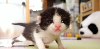 ヨチヨチ歩きの子猫