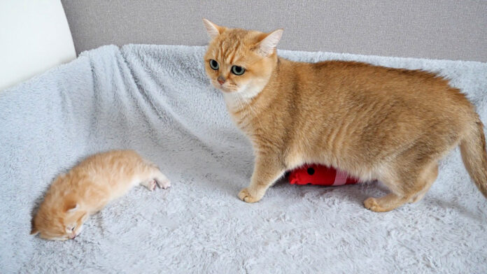 初めて子猫に会った猫