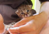 初めて爪切りされた子猫