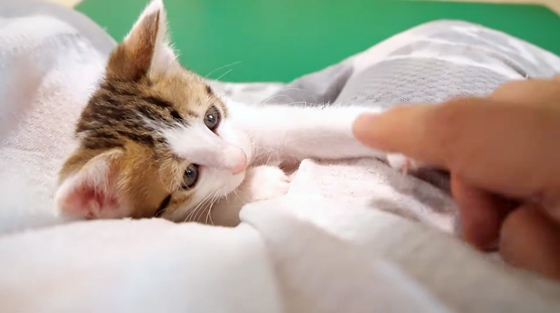 膝の上で甘える子猫
