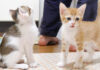 ご飯を急かす子猫達