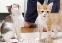 ご飯を急かす子猫達