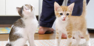 ご飯を急かす子猫達