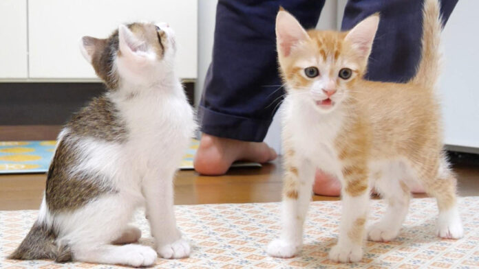 ご飯を急かす子猫達