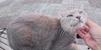 膝の上でナデナデを堪能する猫