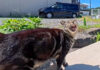 干物屋さんを紹介してくれた猫