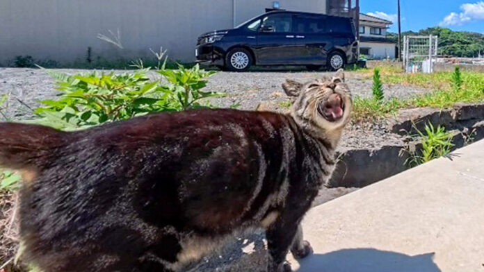 干物屋さんを紹介してくれた猫