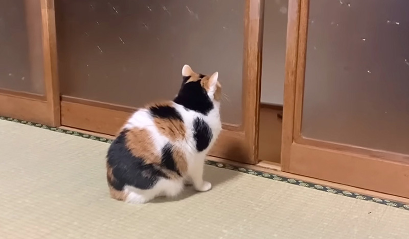 人を待つ猫