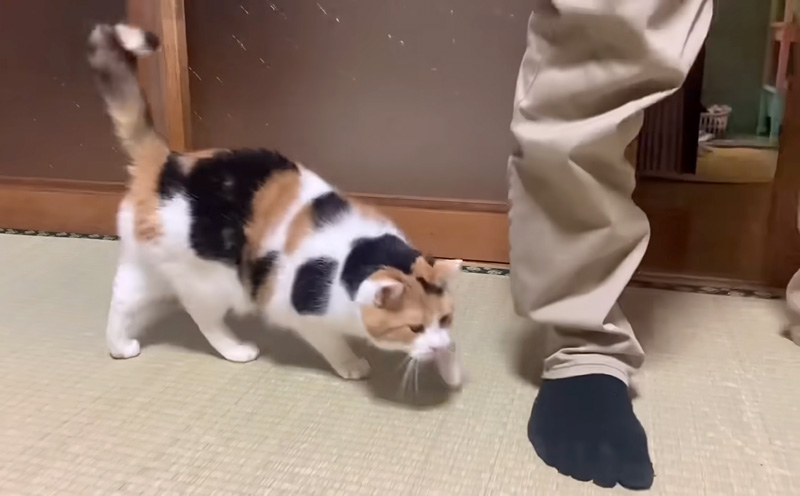 人が来ると嬉しそうにする猫