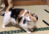 人が来ると嬉しそうにする猫