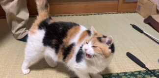 人が来ると嬉しそうにする猫