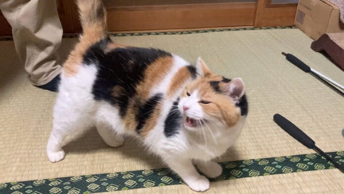 人が来ると嬉しそうにする猫
