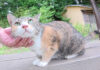 ナデナデされる猫