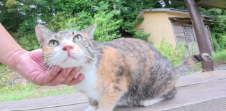 ナデナデされる猫