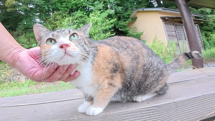 hizaamayadori_neko_title ナデナデされる猫