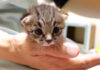 ヨチヨチ歩きの子猫