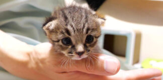 ヨチヨチ歩きの子猫