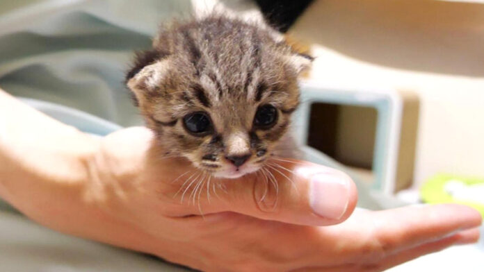 ヨチヨチ歩きの子猫
