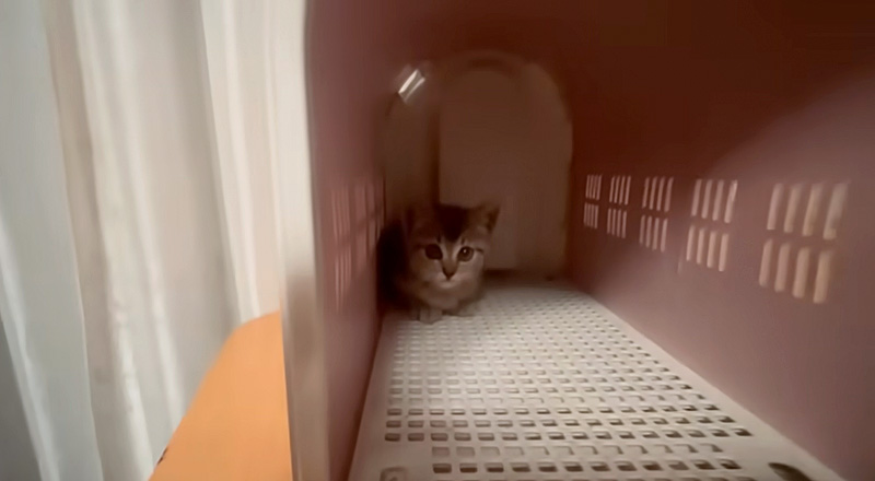 キャリーの奥で丸くなる子猫
