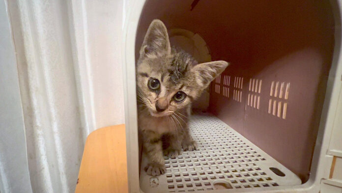 ieniirete1jikan_neko_title 家に入りたい子猫を保護