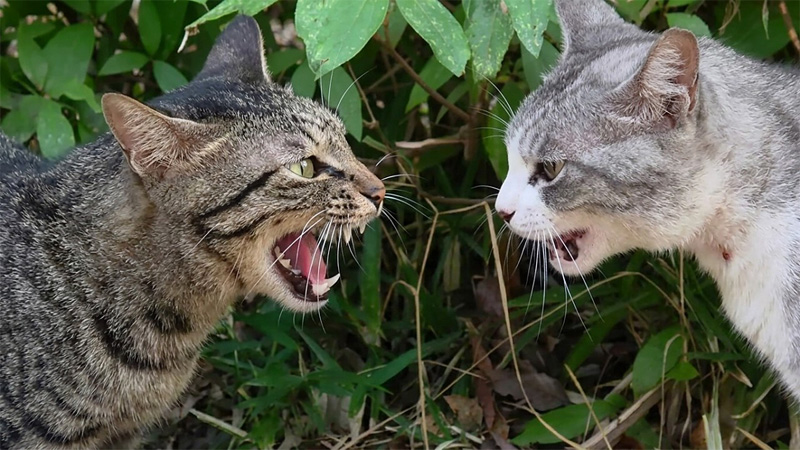 ケンカする猫達