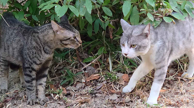 後ずさりする猫