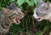 ケンカする猫達