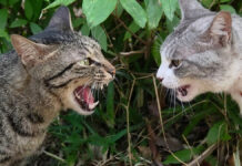 怒り狂うキジトラ猫の迫力に負けて撤退するサバ白猫。その様子に緊張感が漂う! ケンカする猫達