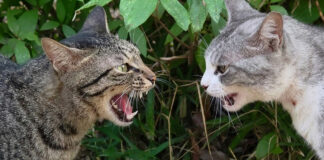 ケンカする猫達