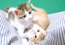 元気いっぱいに遊び回る子猫達