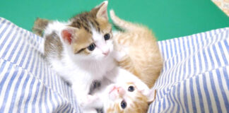 元気いっぱいに遊び回る子猫達