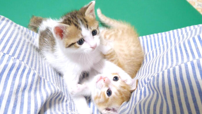 inuyannoka_neko_title 元気いっぱいに遊び回る子猫達