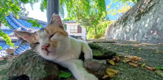 神社の階段の途中で寝ていた猫