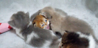 兄弟に囲まれて窮屈そうな子猫