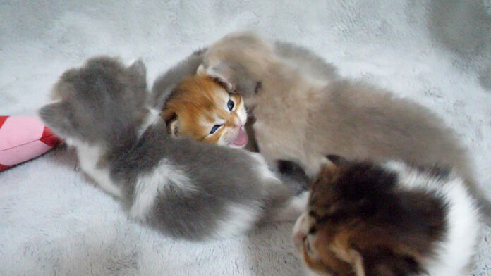 兄弟に囲まれて窮屈そうな子猫
