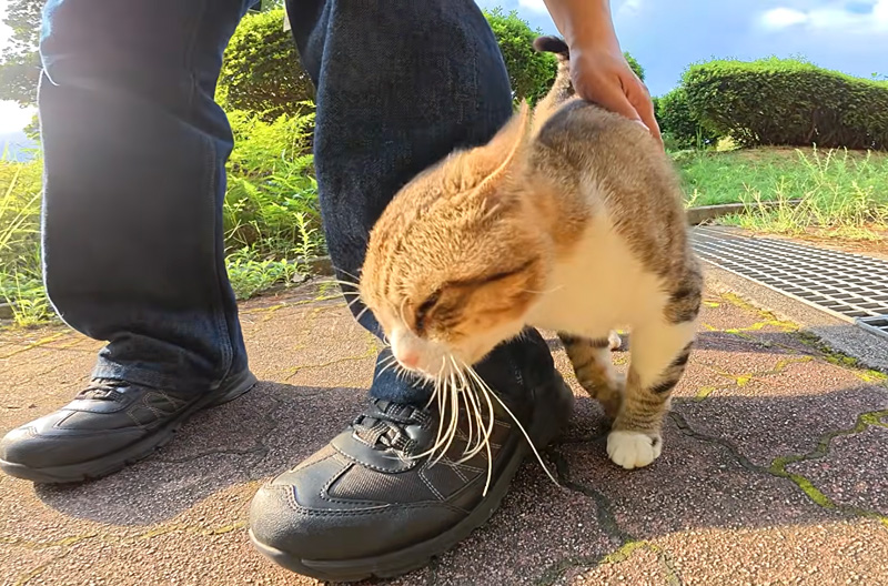 足にスリスリする猫
