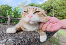 ナデナデを堪能する猫