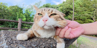 ナデナデを堪能する猫