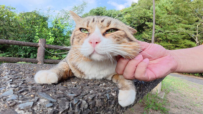 ナデナデを堪能する猫